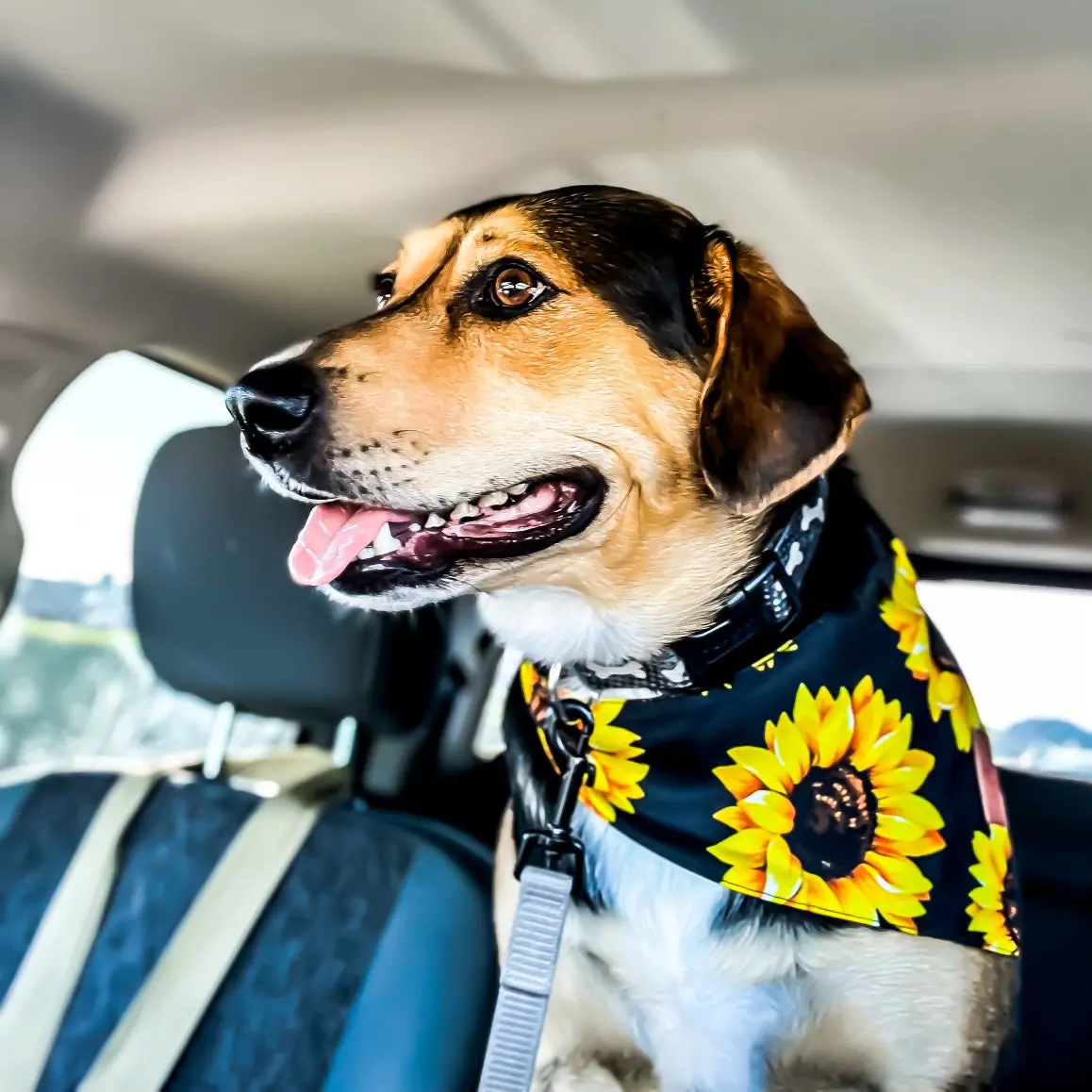 Sunflower Fancy Band-Anas For Pets 1