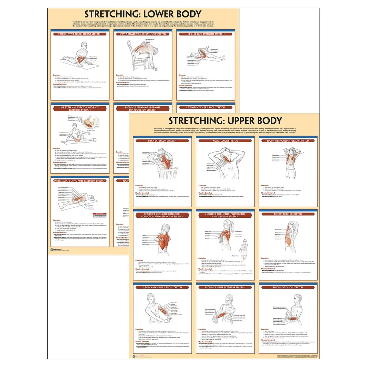 Stretching Anatomy Poster Series 1