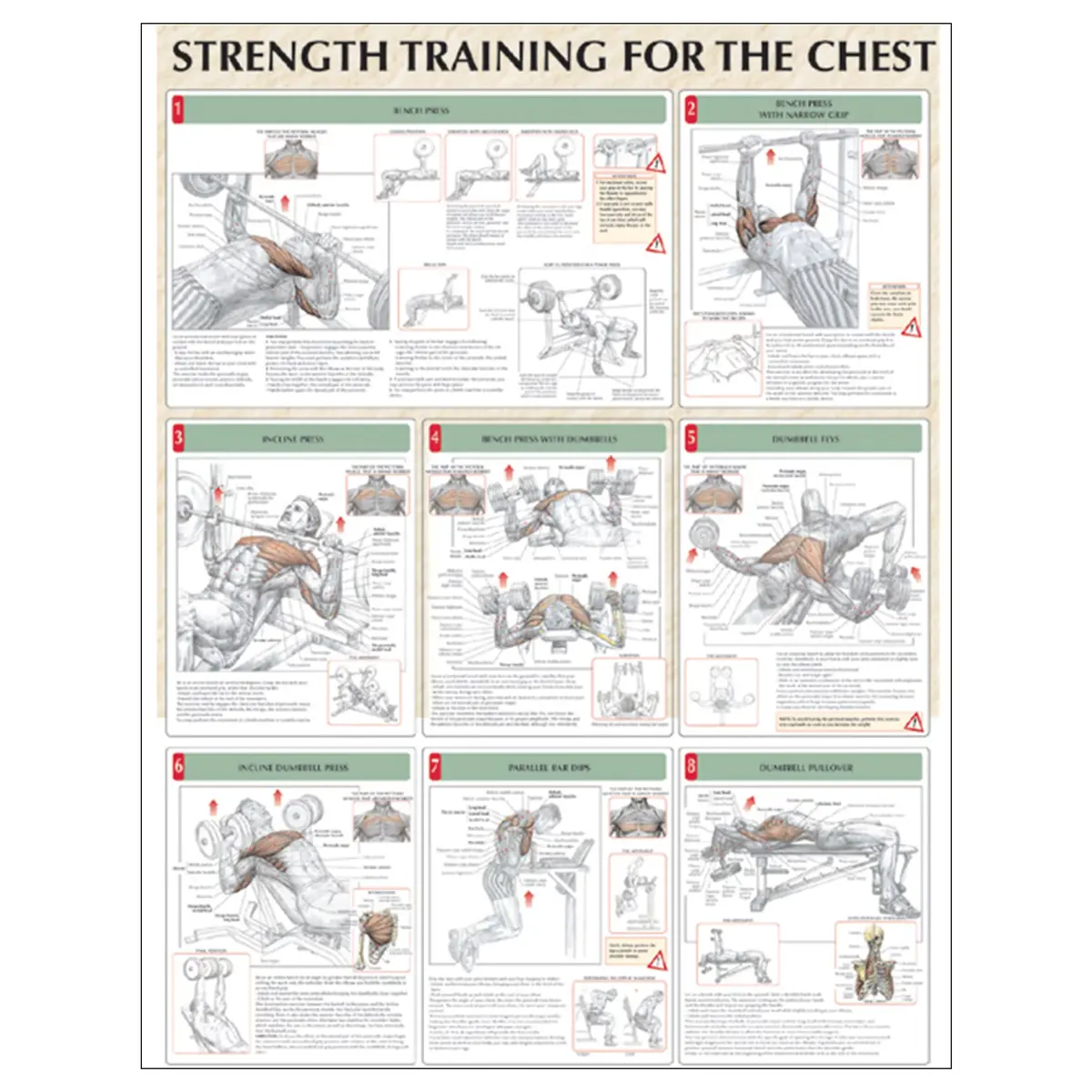 Strength Training For The Chest Poster 1