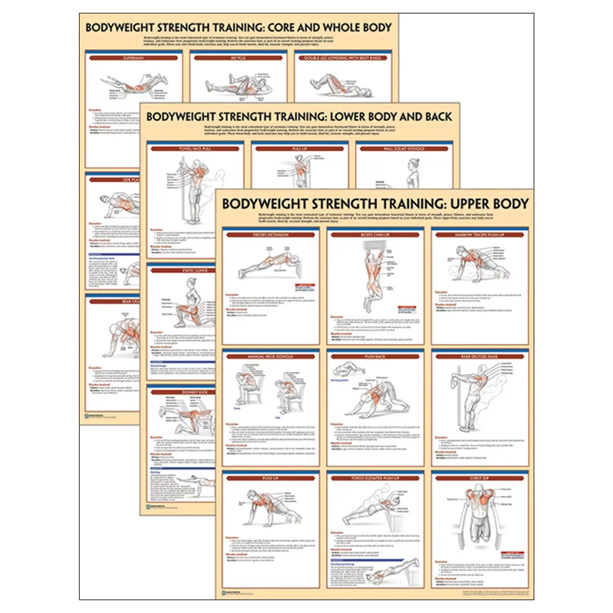 Bodyweight Strength Training Anatomy Poster Series 1