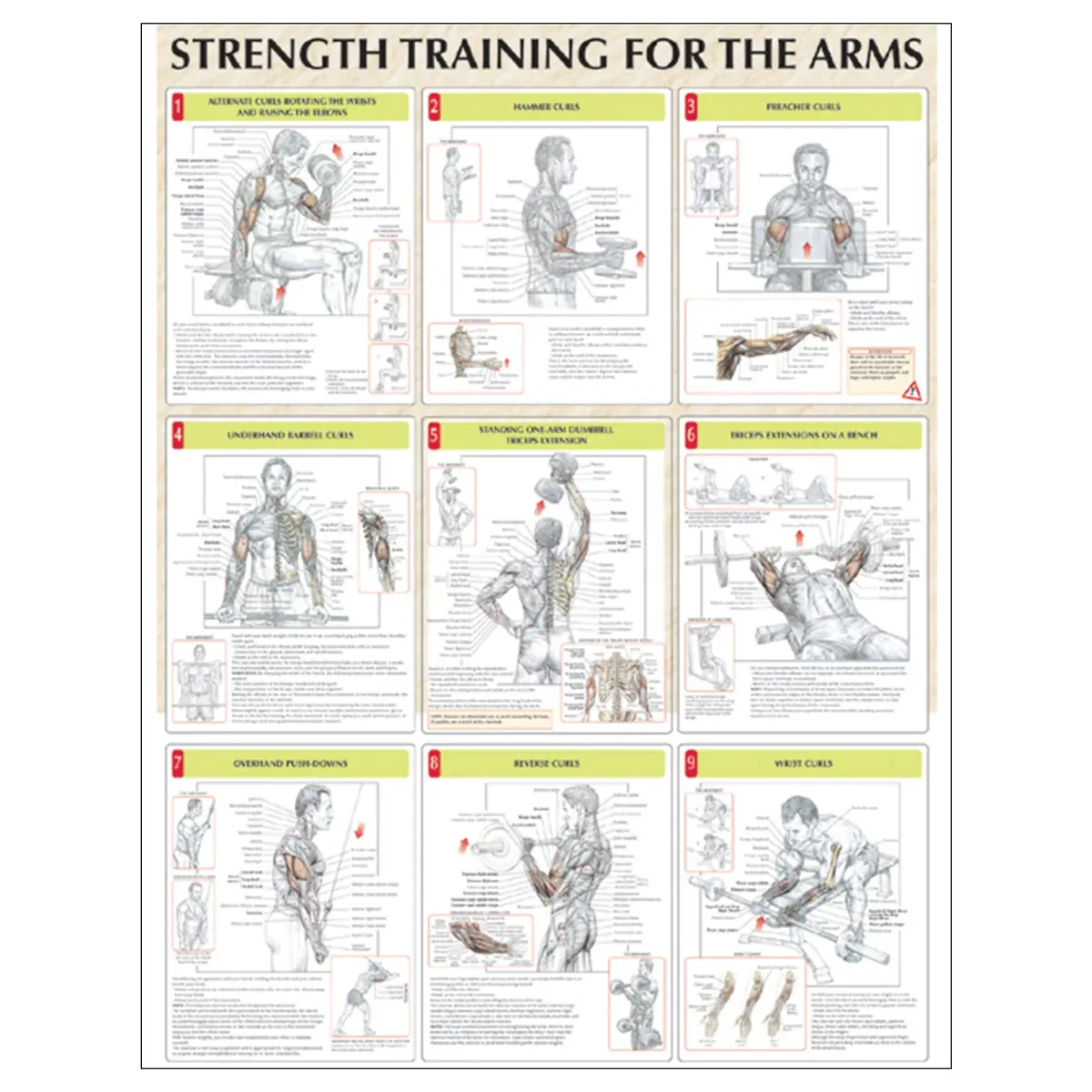 Strength Training For The Arms Poster 1