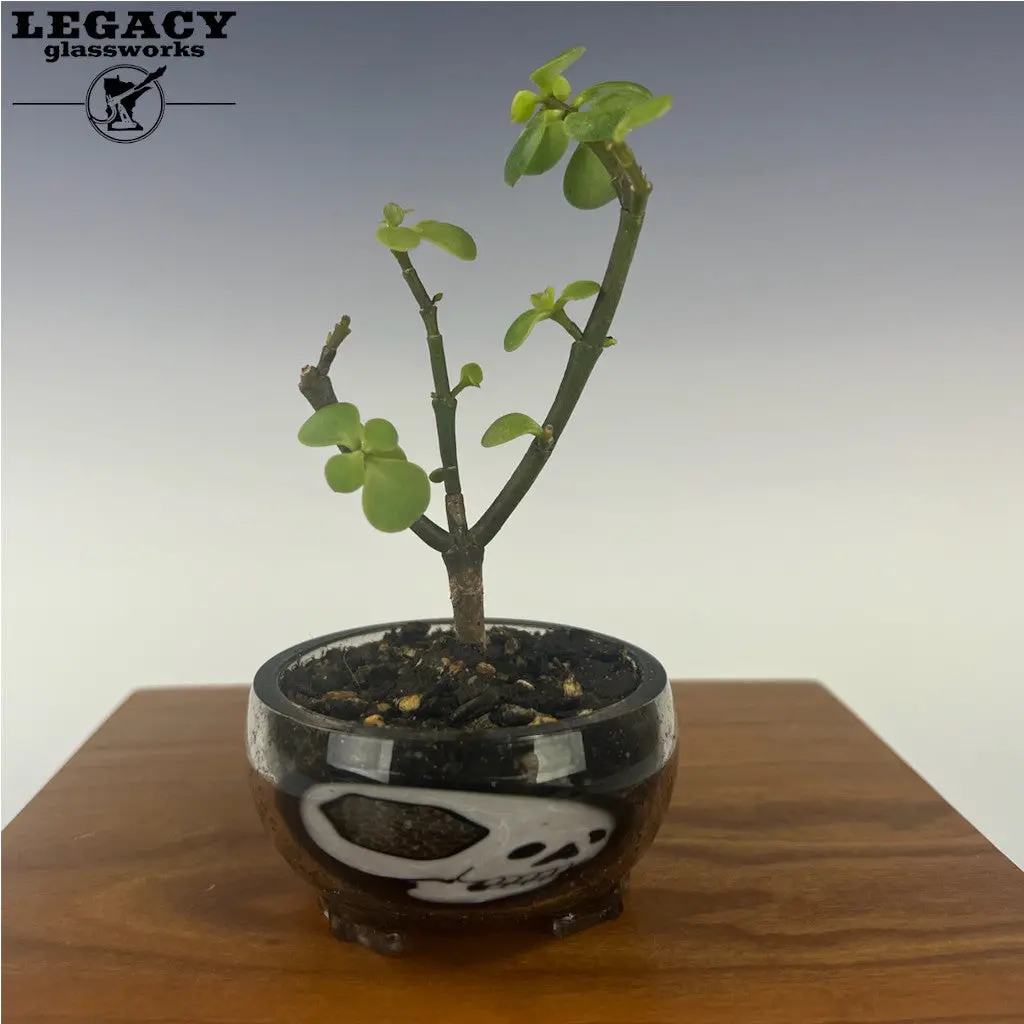 Akm Smoke Plant Holder 1