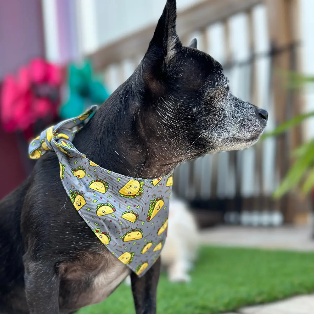 Taco Love Fancy Band-Anas For Pets 1