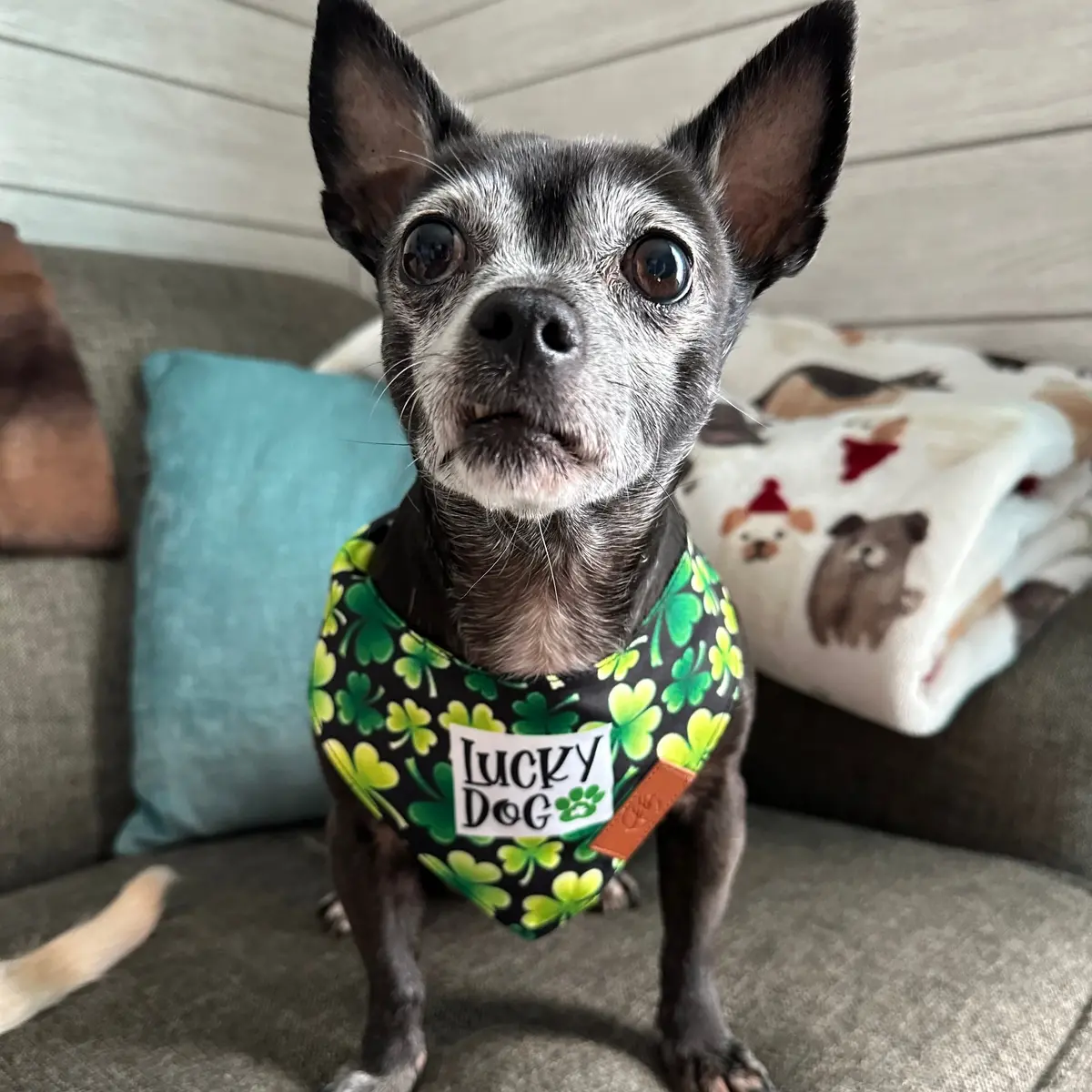 Lucky Dog Fancy Band-Anas For Pets 1