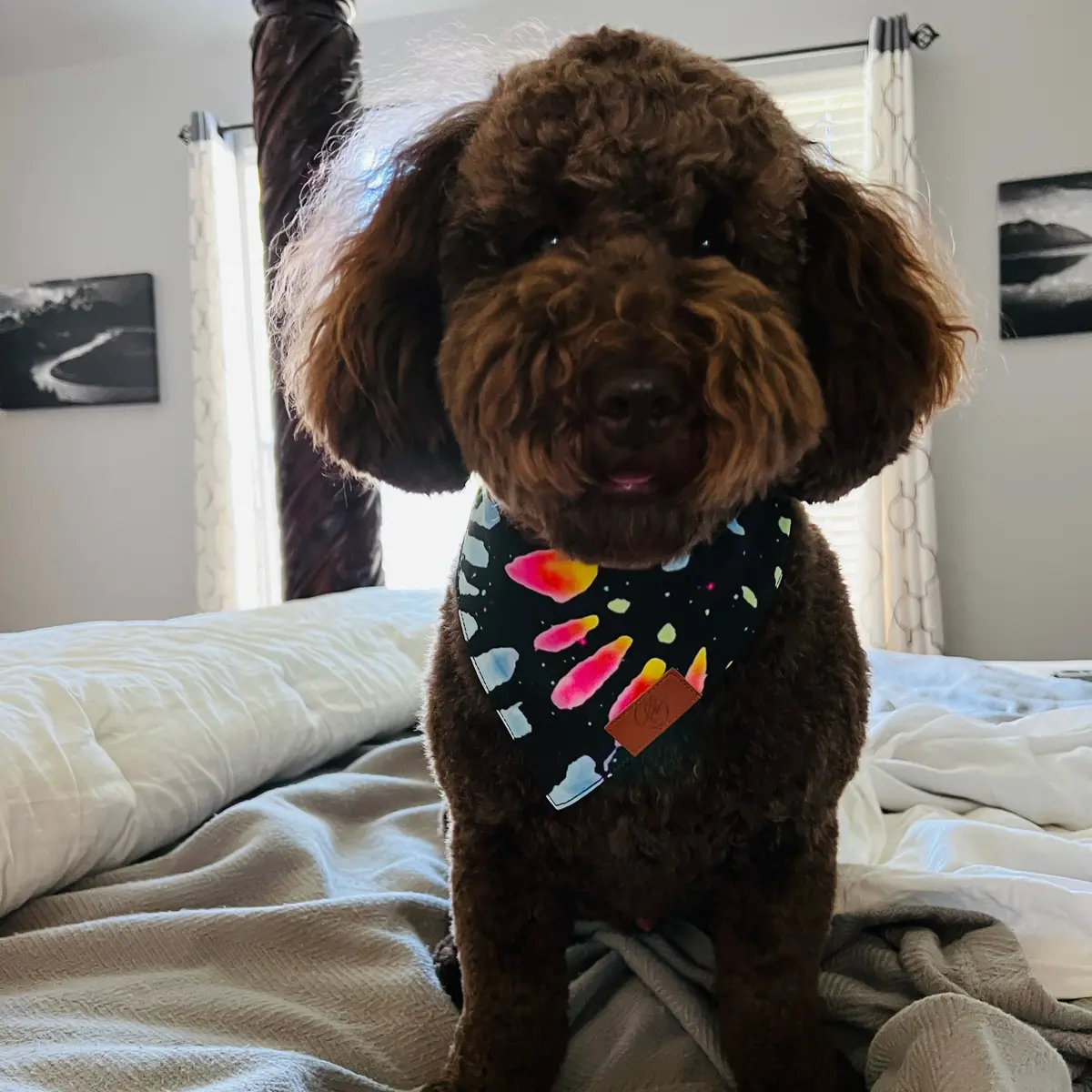 Black Tie Dye Fancy Band-Anas For Pets 1