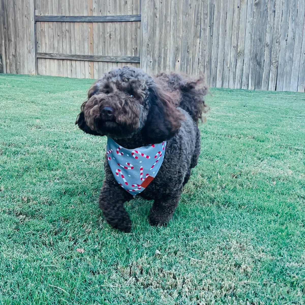 Candy Cane Fancy Band-Anas For Pets 1