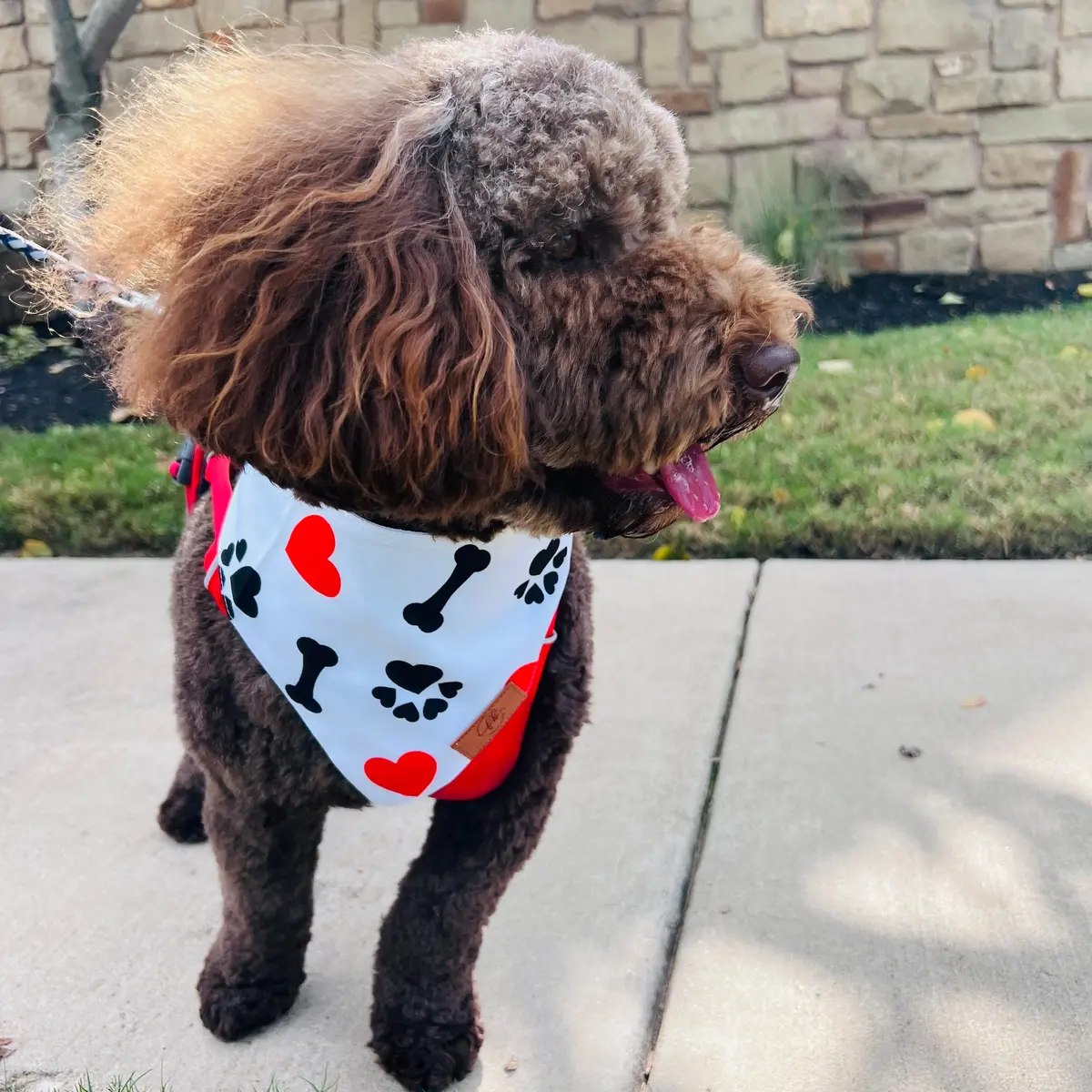 Life Is Better With Dogs Fancy Band-Anas For Pets 1
