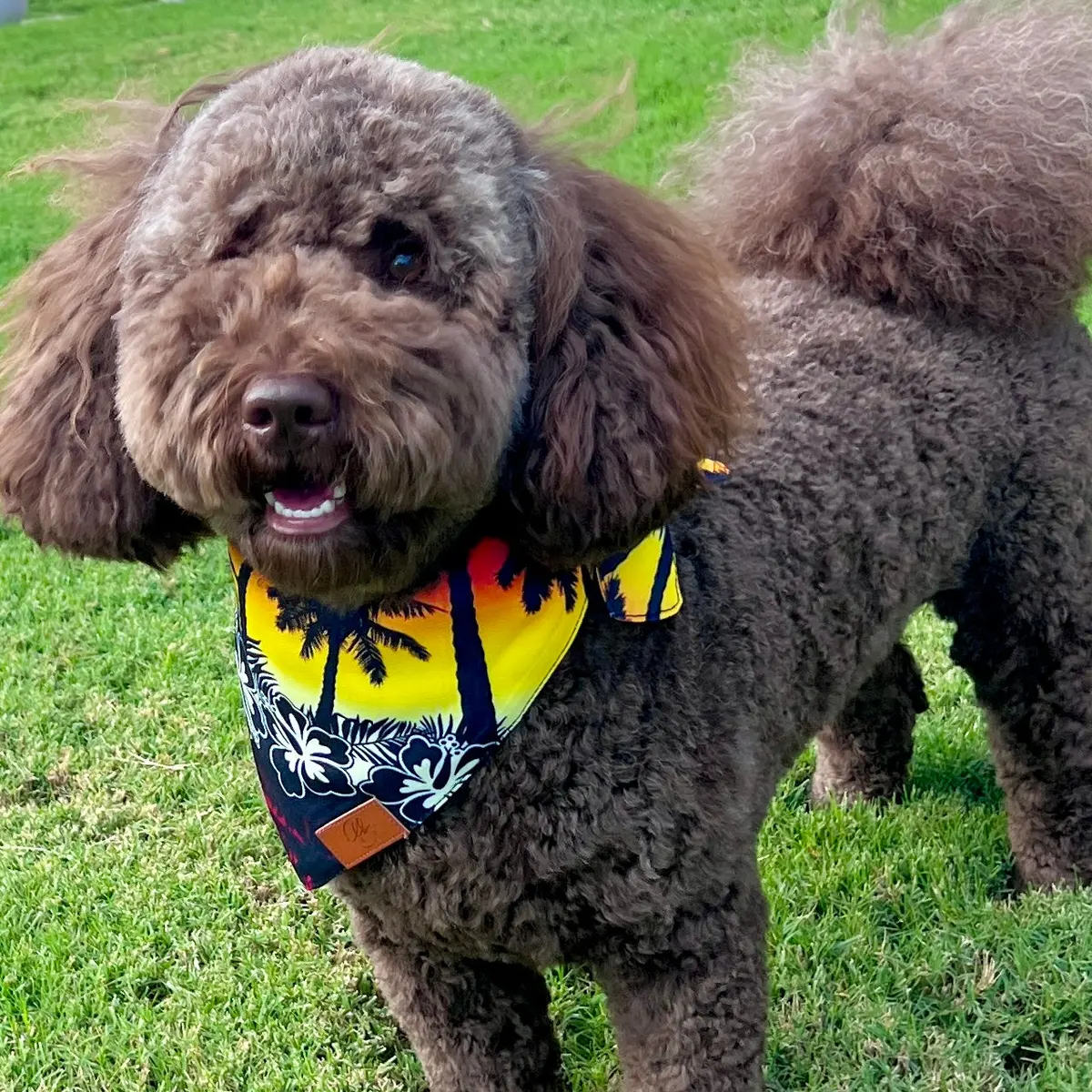 Hawaiian Shirt Fancy Band-Anas For Pets 1