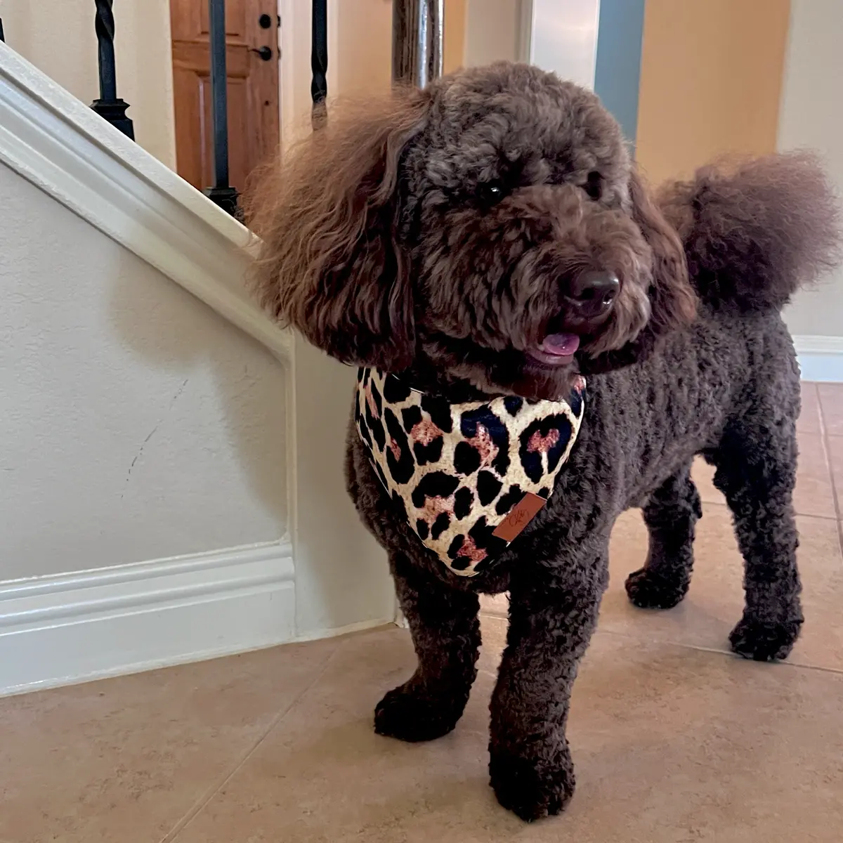 Leopard Fancy Band-Anas For Pets 1