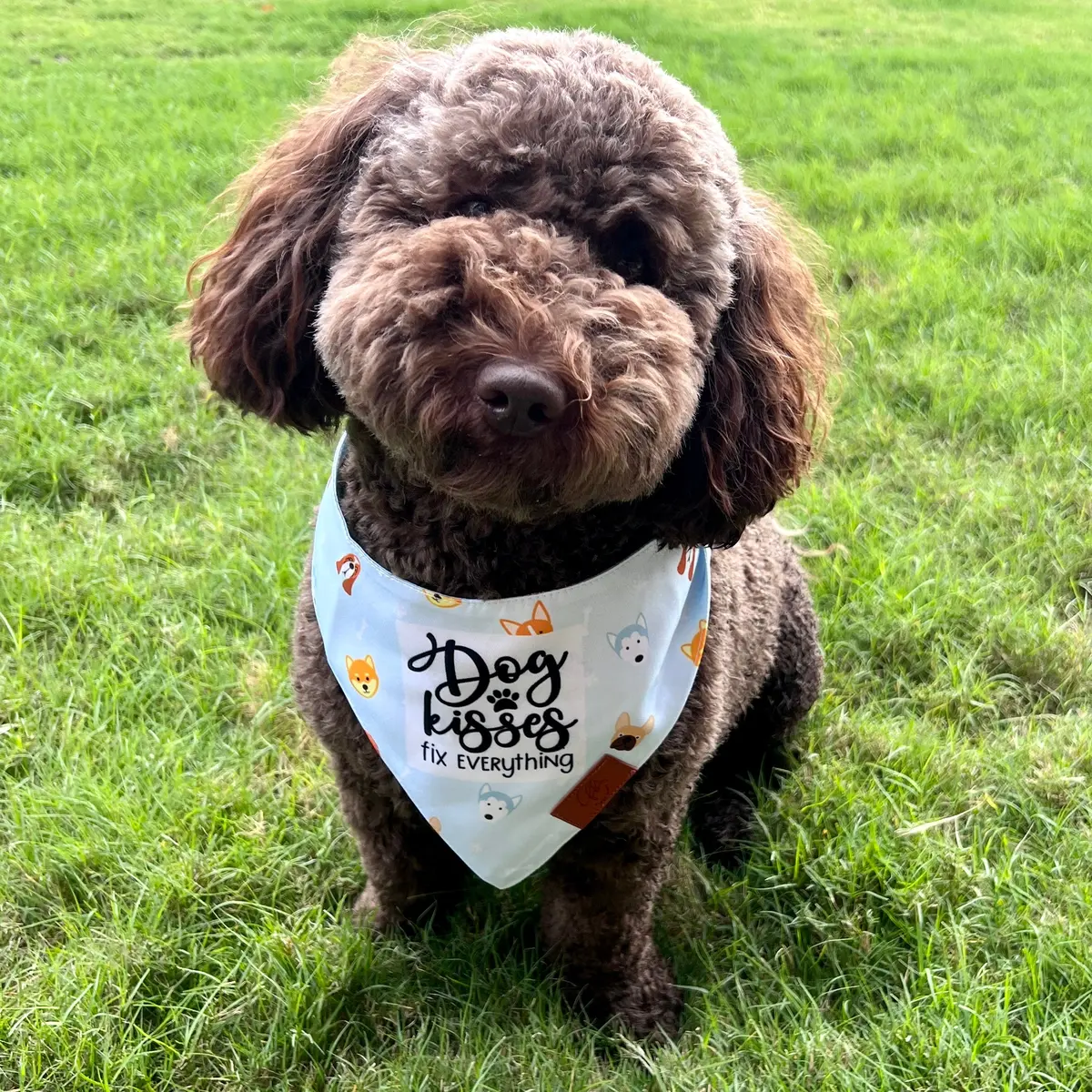 Dog Kisses Fancy Band-Anas For Pets 1