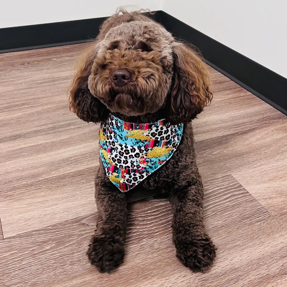 Serape Leopard Fancy Band-Anas For Pets 1