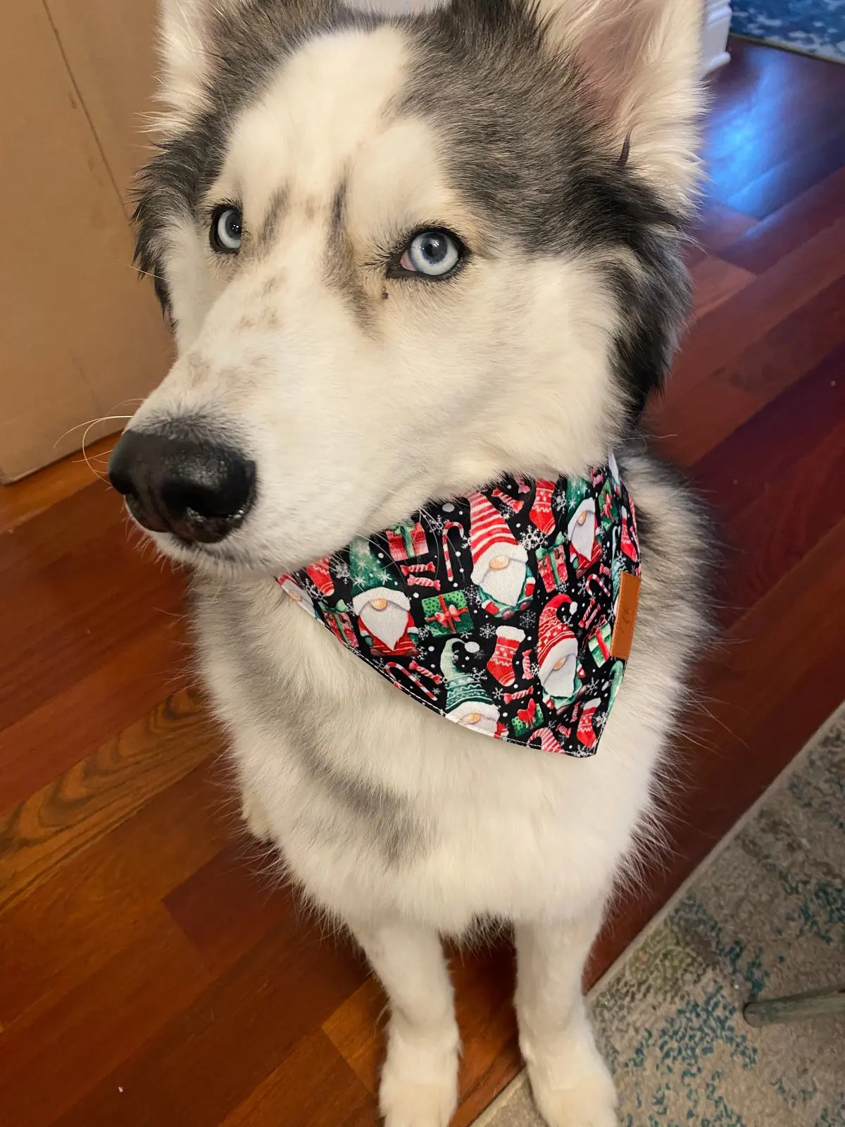Gnome For The Holidays Fancy Band-Anas For Pets 1