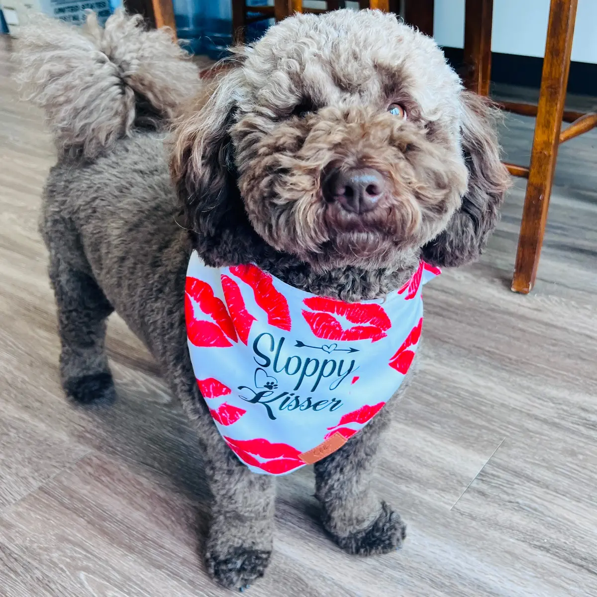 Sloppy Kisser Fancy Band-Anas For Pets 1