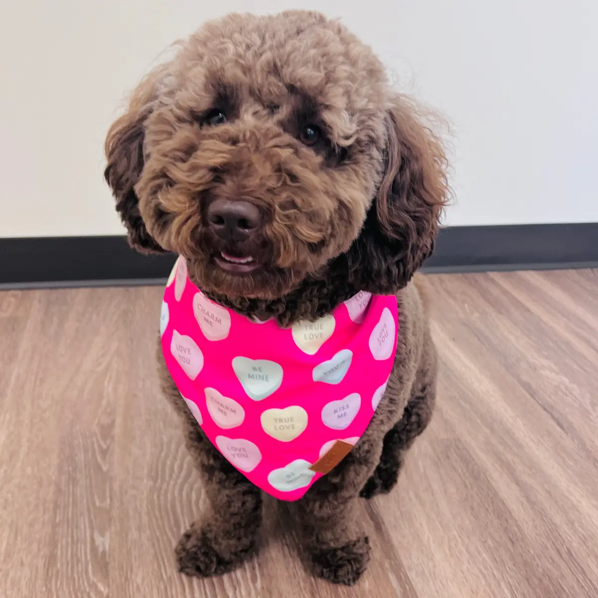Conversation Hearts Fancy Band-Anas For Pets 1