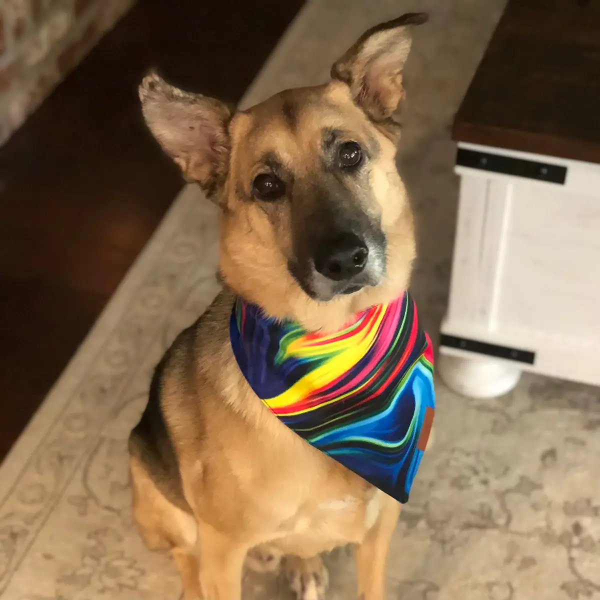 Neon Taffy Fancy Band-Anas For Pets 1