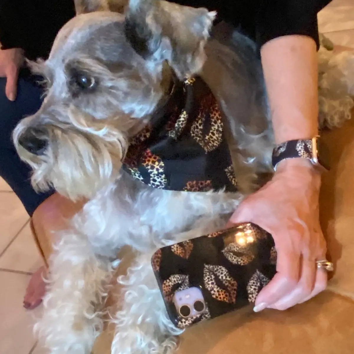 Leopard Smooches Fancy Band-Anas For Pets 1
