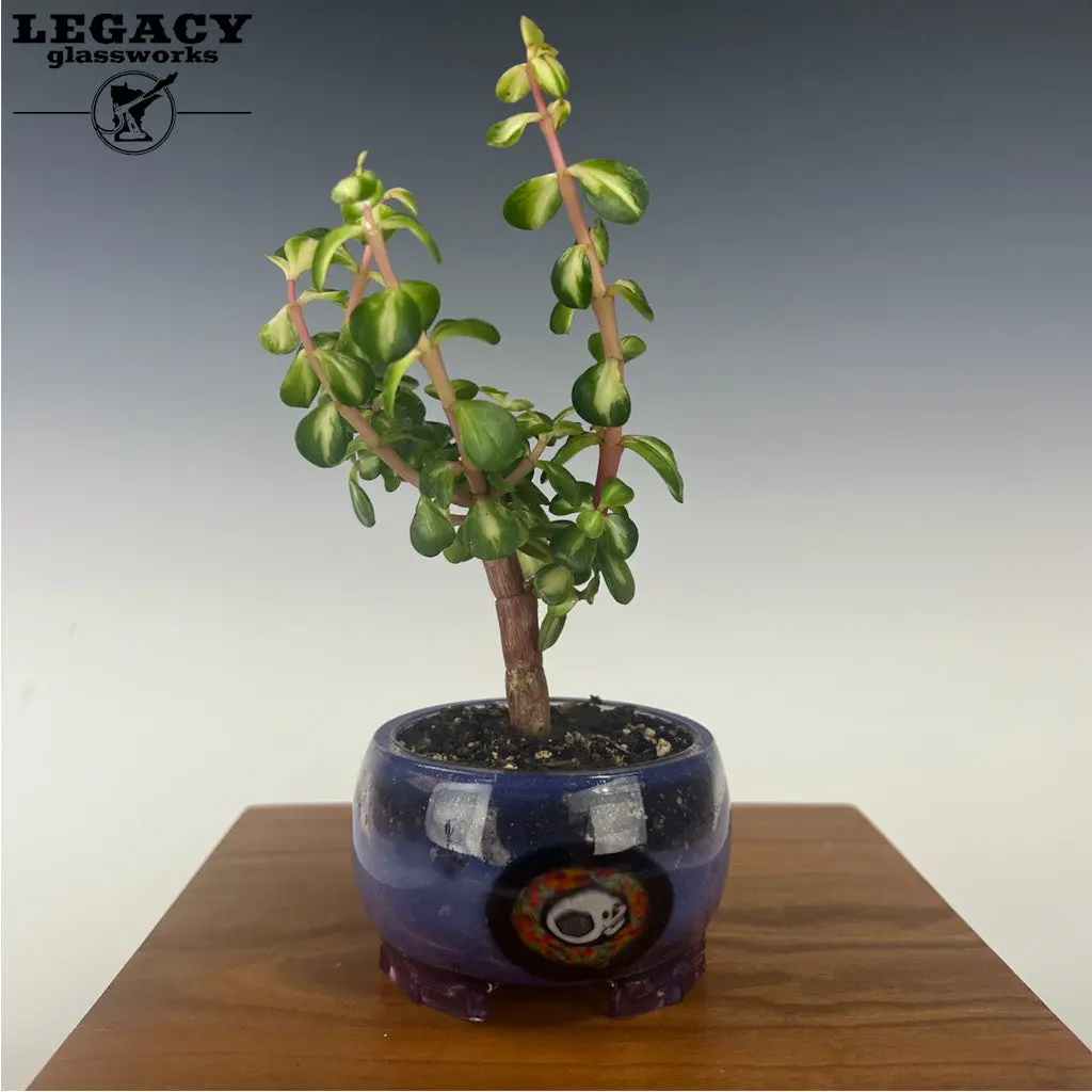 Akm Blue Stargazer Plant Holder 1