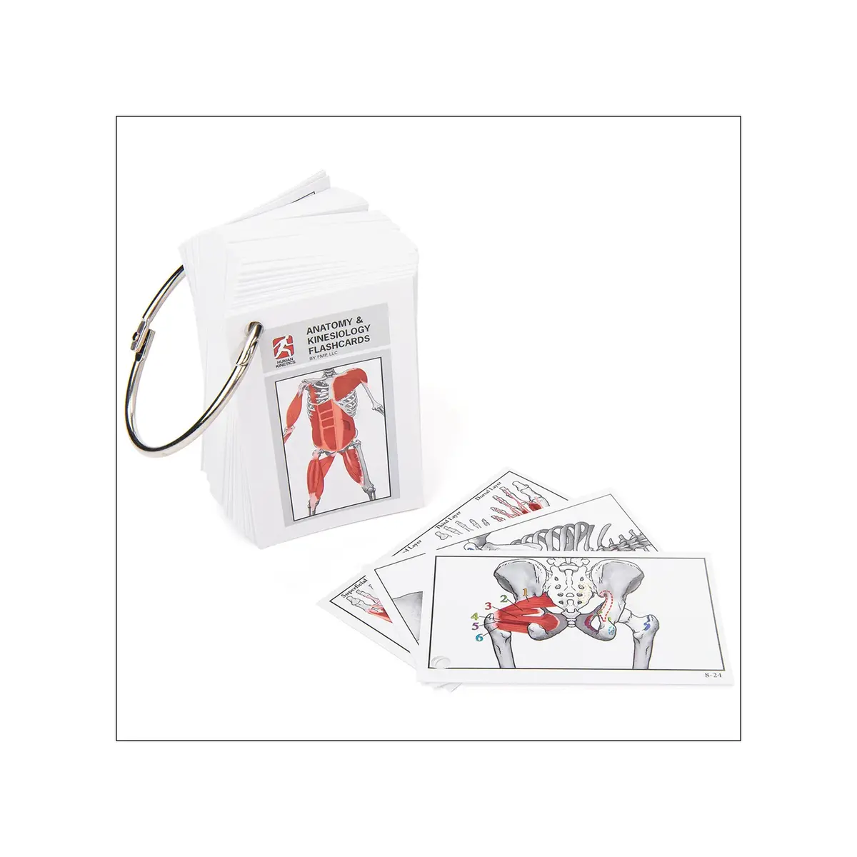 Anatomy & Kinesiology Flashcards 1